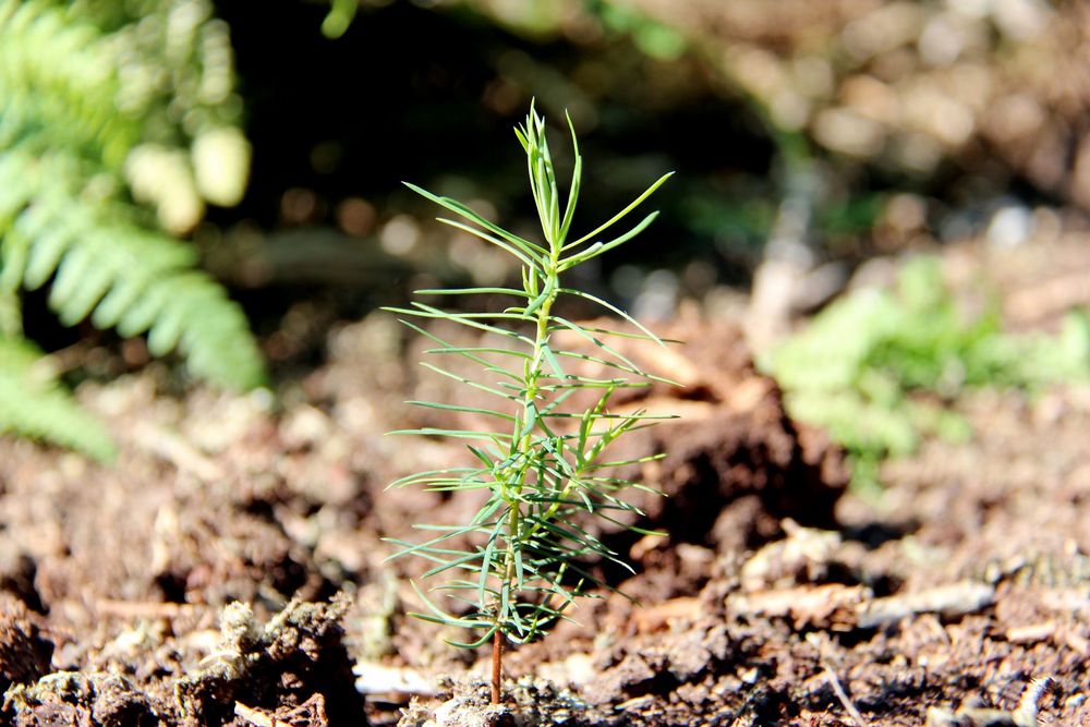 Nasssaat HAFL Projekt