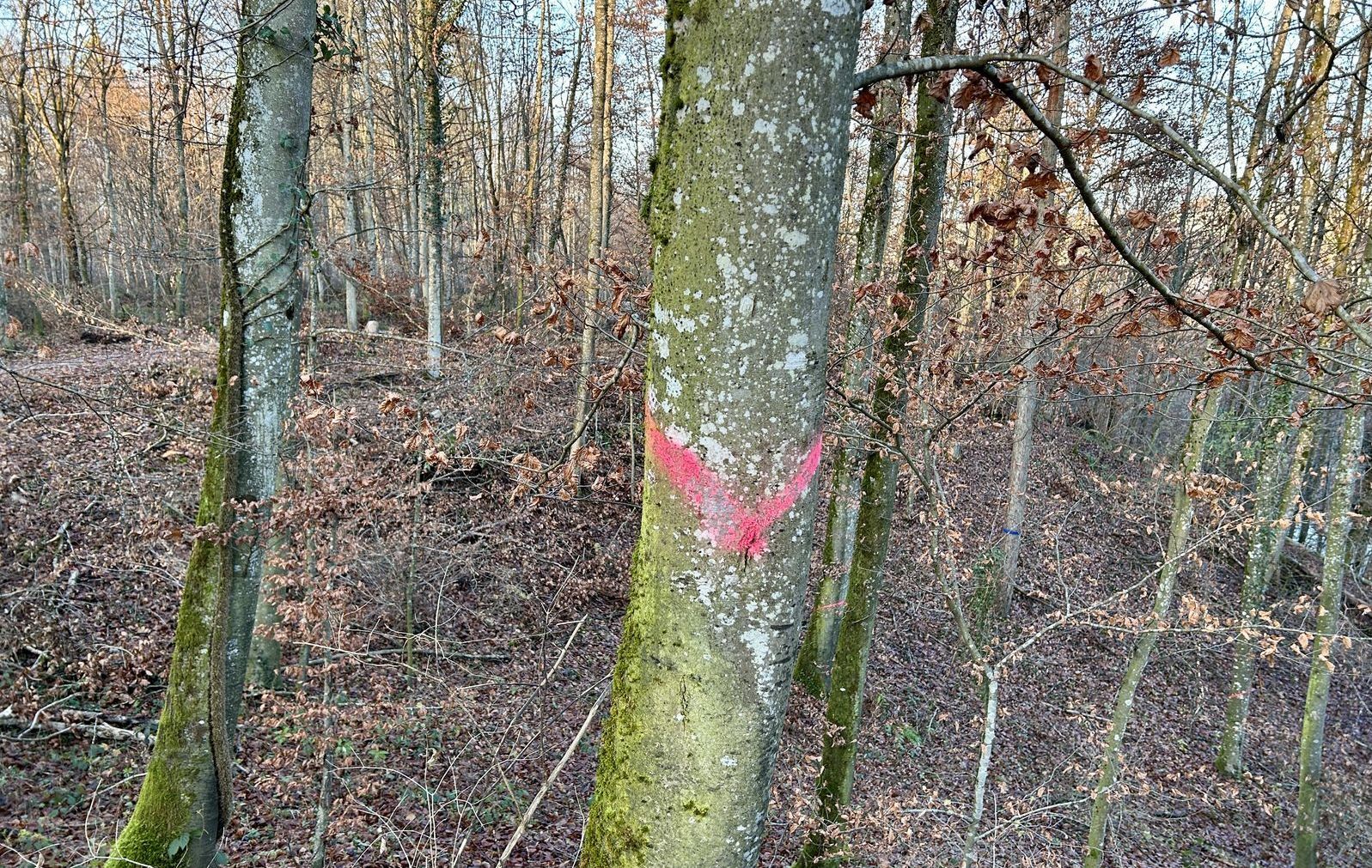 Baummarkierung leuchtpink Diagonalstreifen
