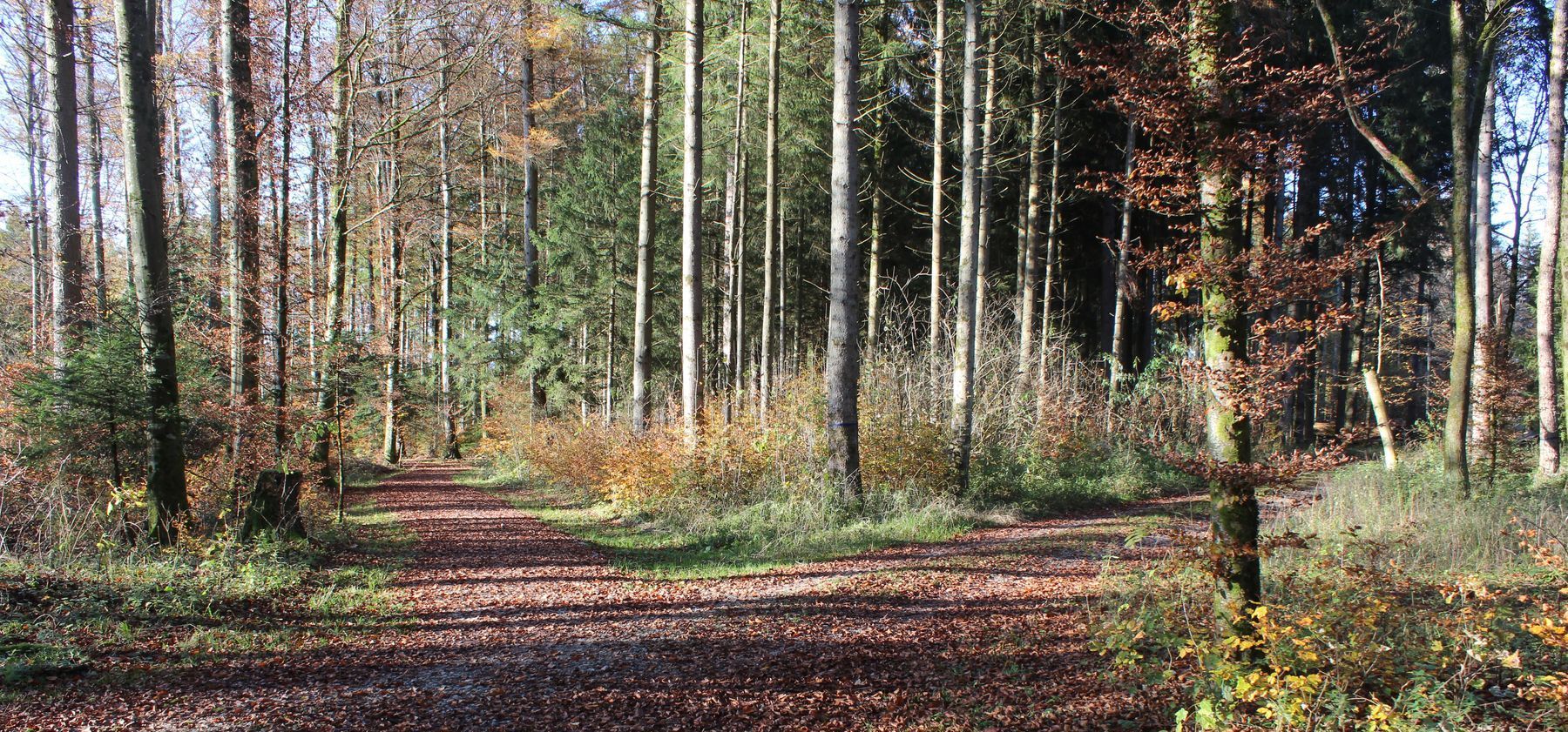 Croisement de sentiers forestiers en automne