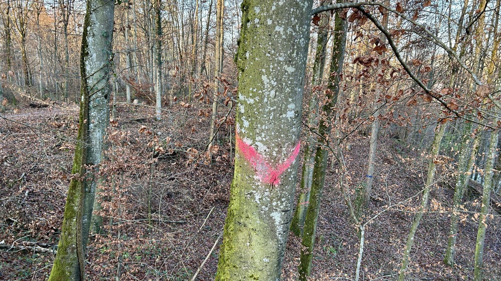 Marquage des arbres rose vif Bandes diagonales