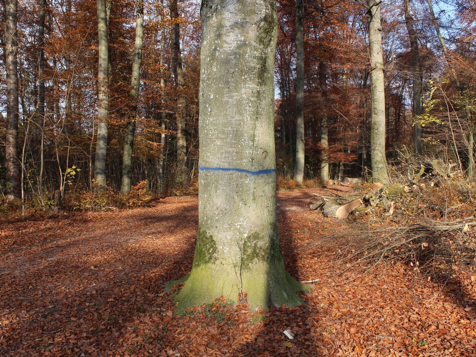 Blaue Baummarkierung im Forst