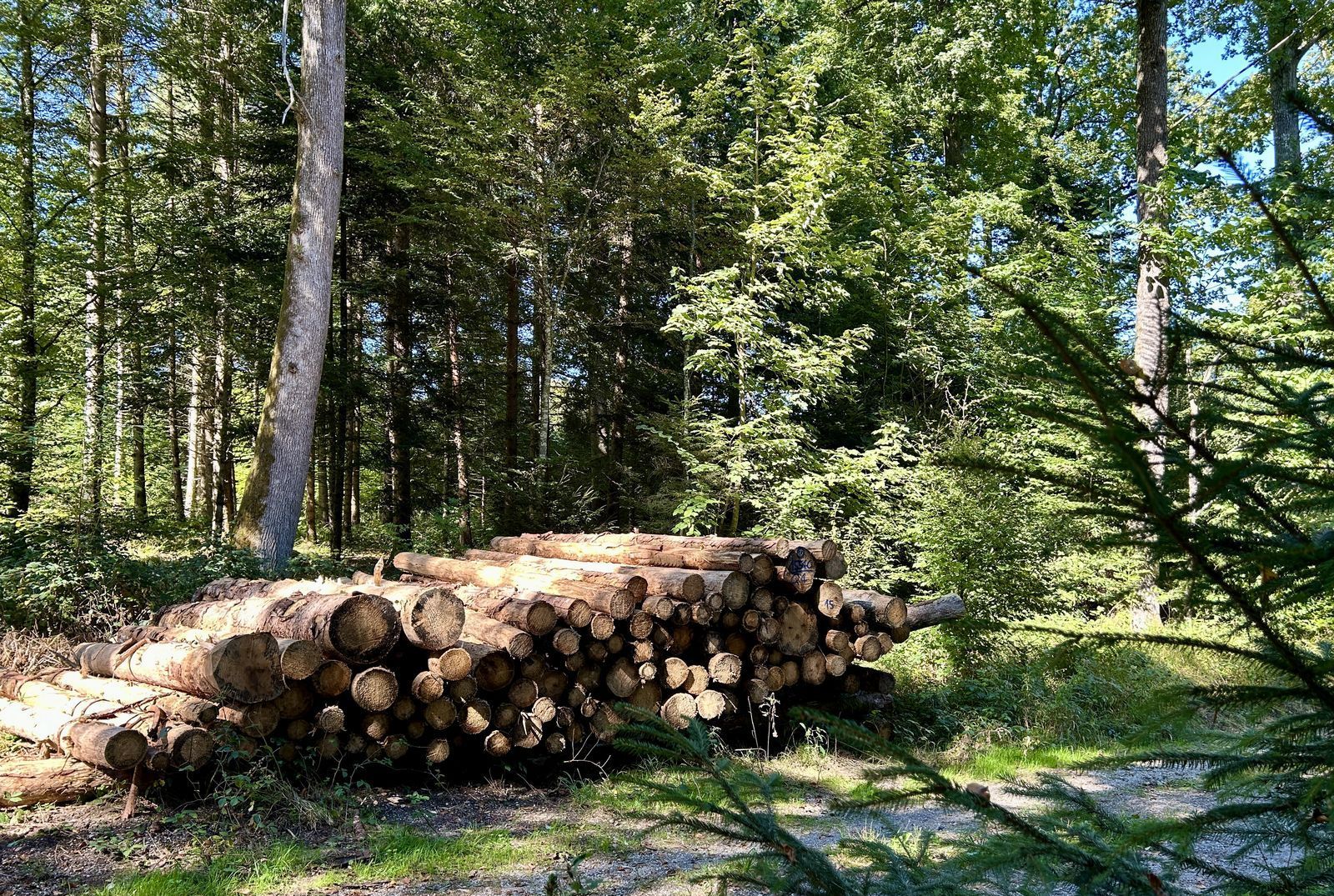 Gestapelte Baumstämme neben dem Waldweg