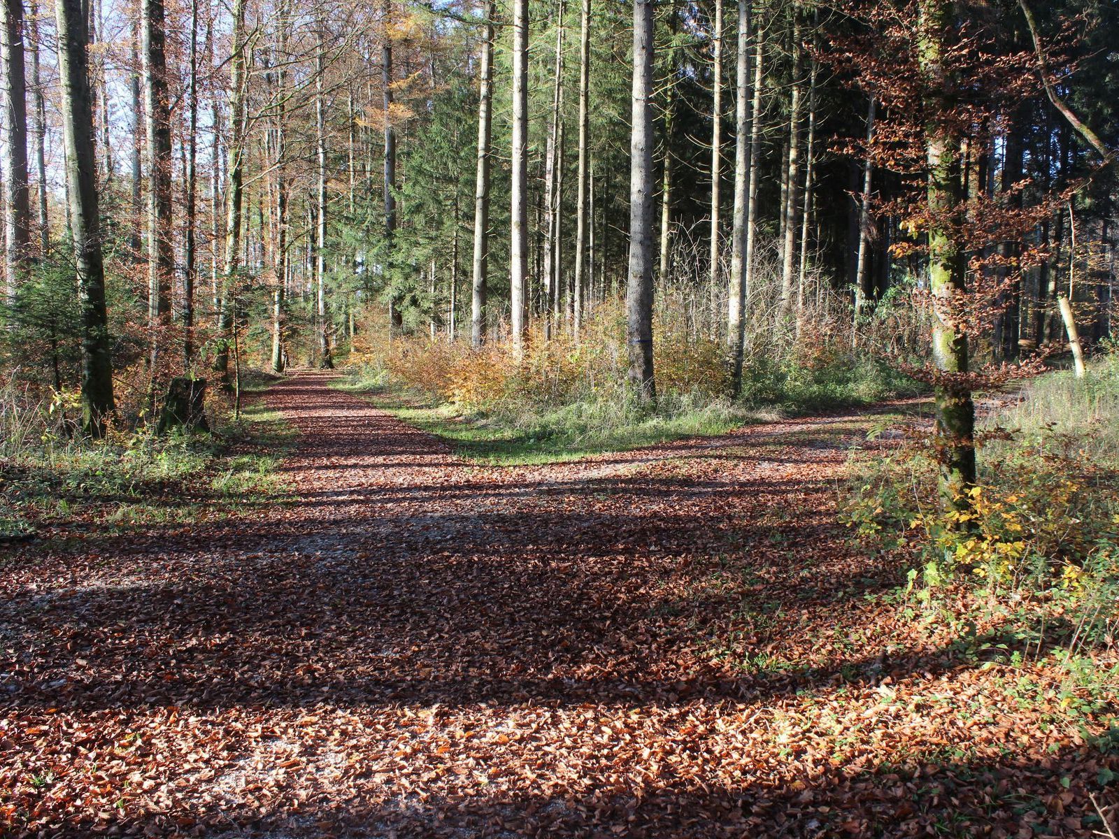 Waldweg im Burgerwald