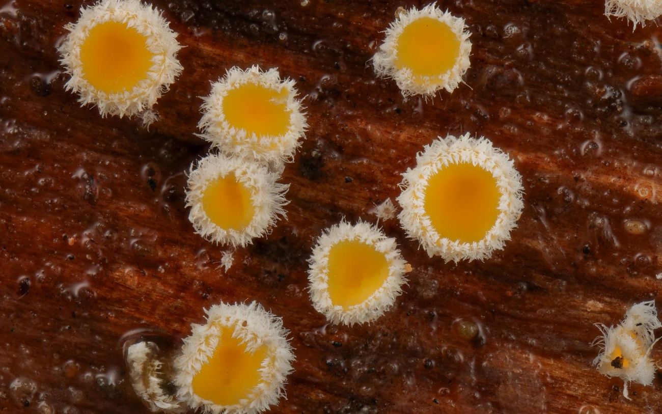 Mehrere kleine, gelb-orange Pilzfruchtkörper mit weiß gefransten Rändern wachsen dicht beieinander auf einem dunklen Stück Holz. Die Oberfläche wirkt feucht und strukturiert, was die leuchtenden Farben der Pilze hervorhebt.