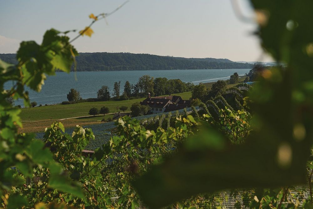 Sicht durch Weinreben auf den St. Petersinseln