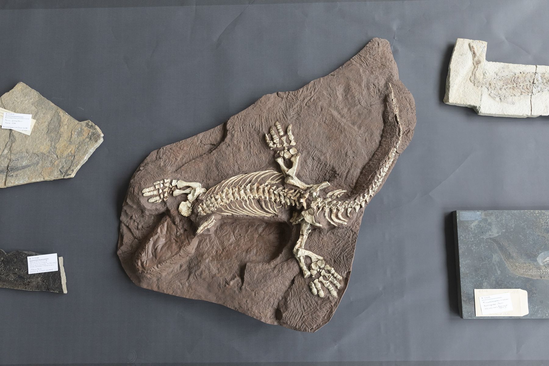 versteinertes Fossil