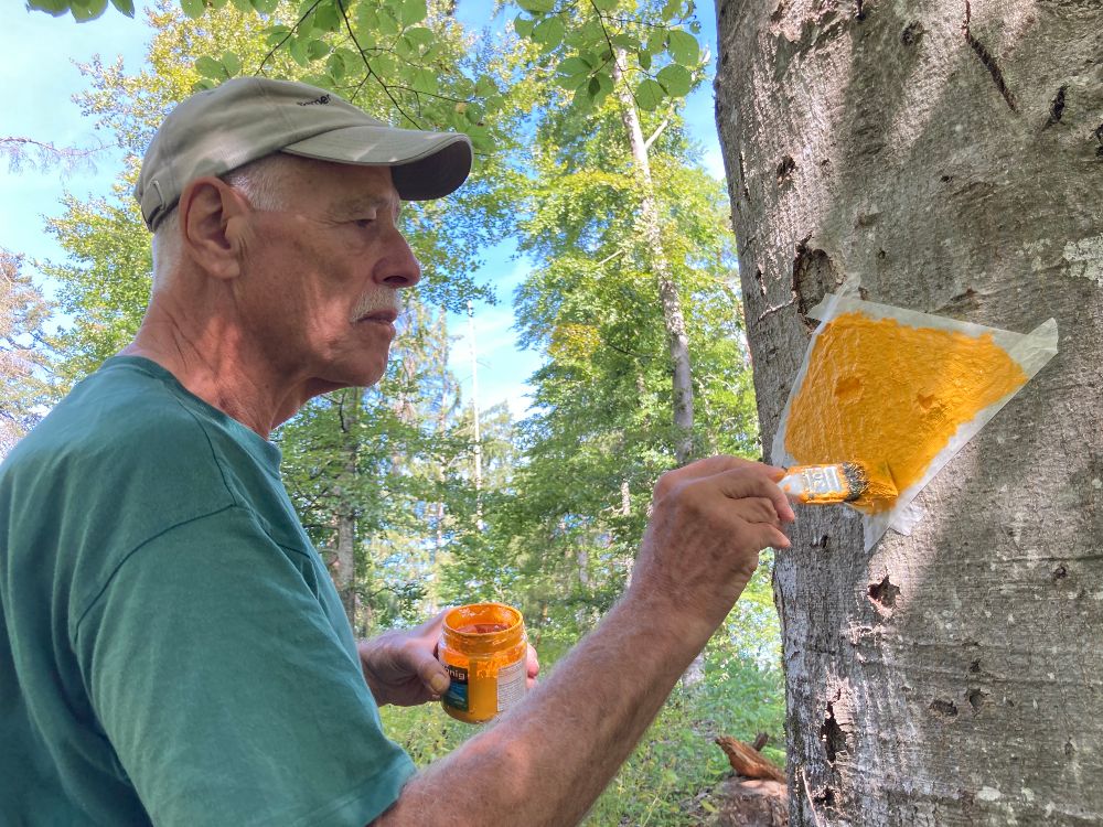 Aufmalen einer Baummarkierung