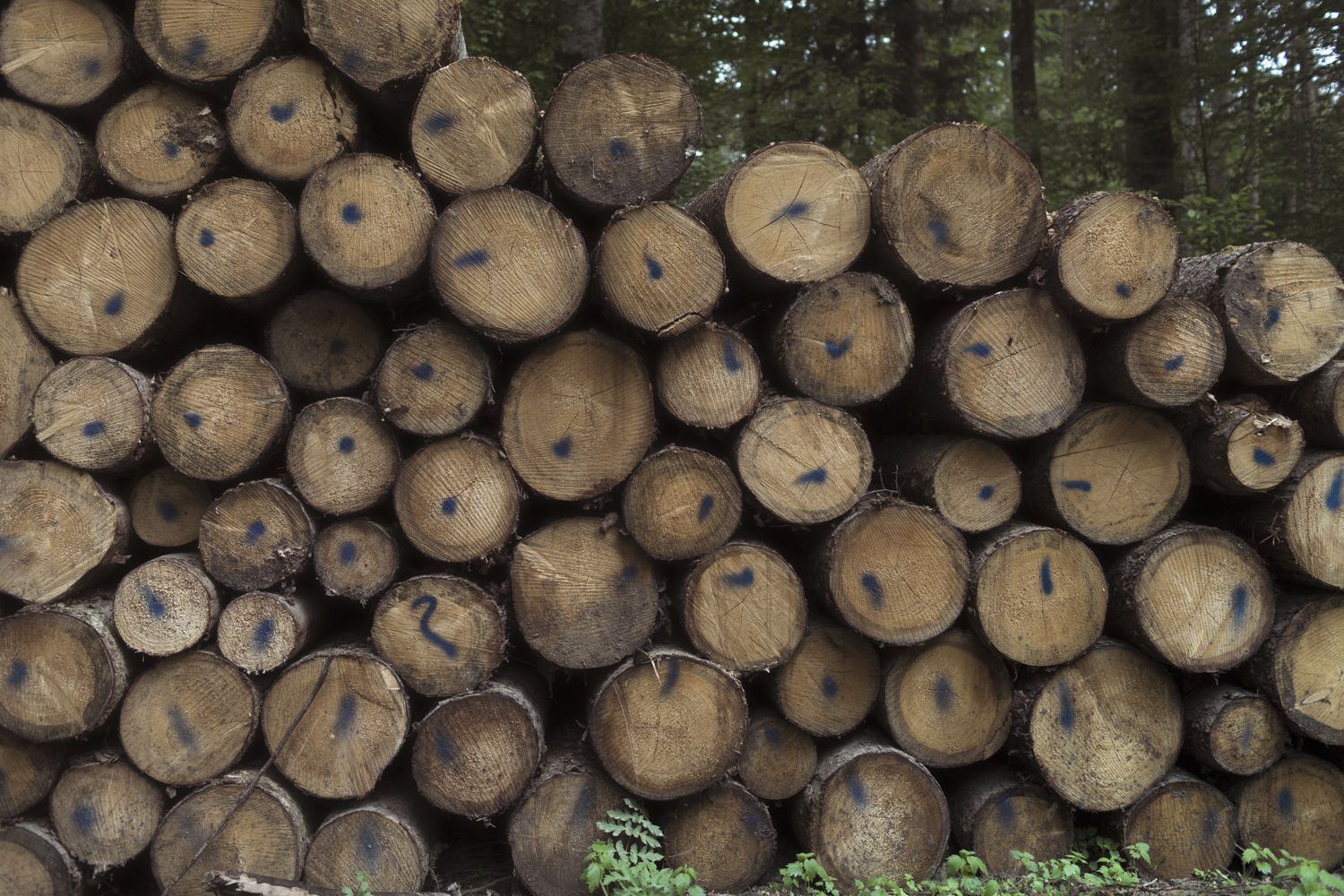 Aufhäufung gefällter Baumstämme