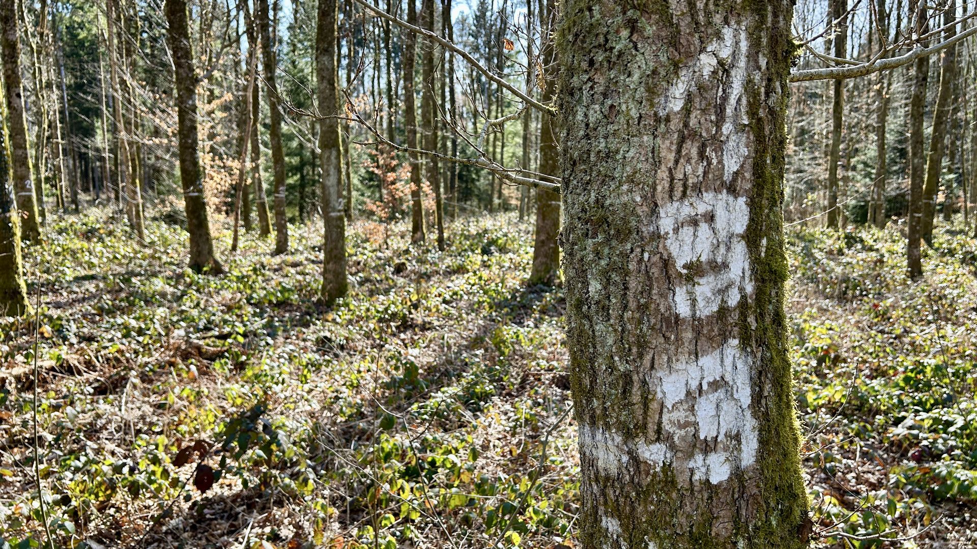 Baummarkierung Weiss