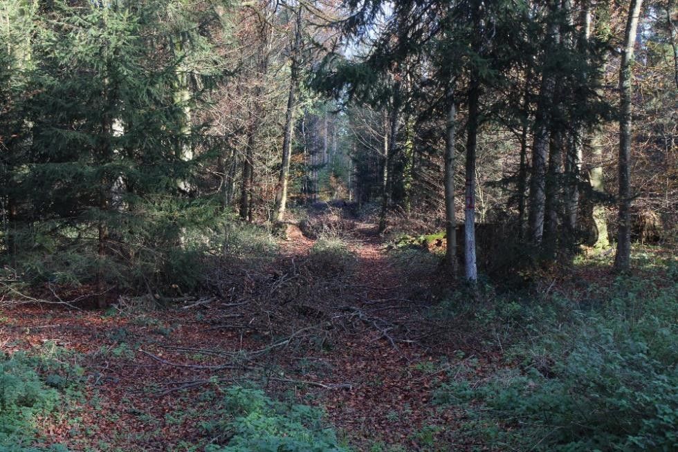 Ein inoffizieller Weg durch den Wald