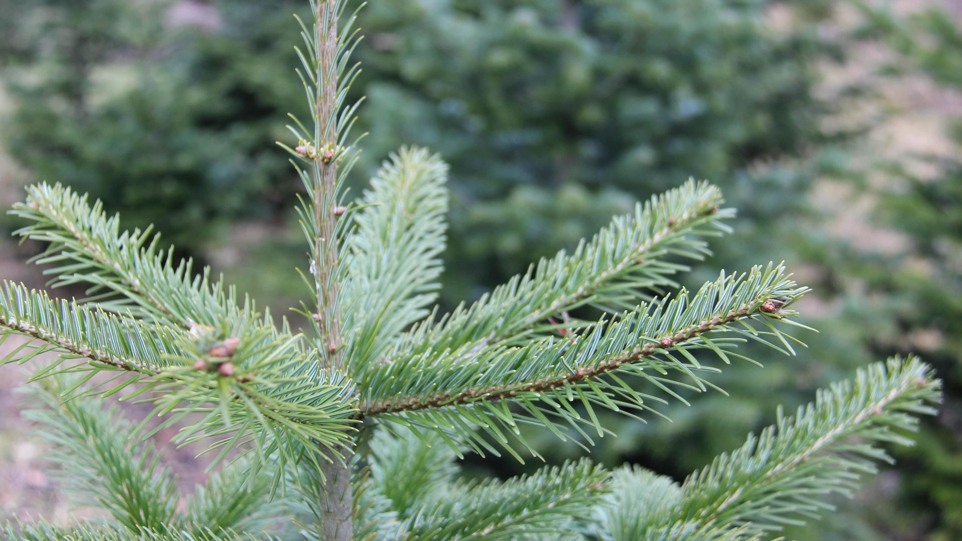 Nahaufnahme eines Weihnachtsbaums